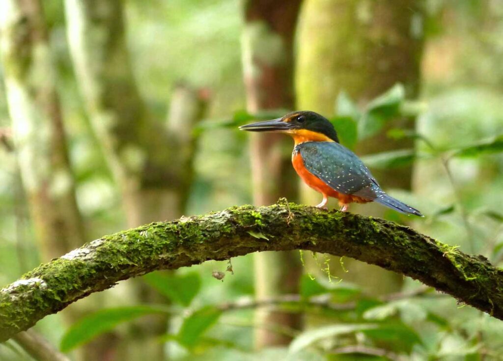 Martin-pêcheur bicolore