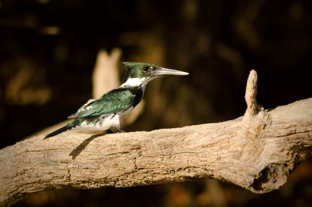 Martin-pêcheur d’Amazonie