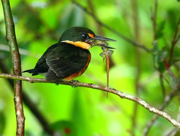 Martin-pêcheur nain