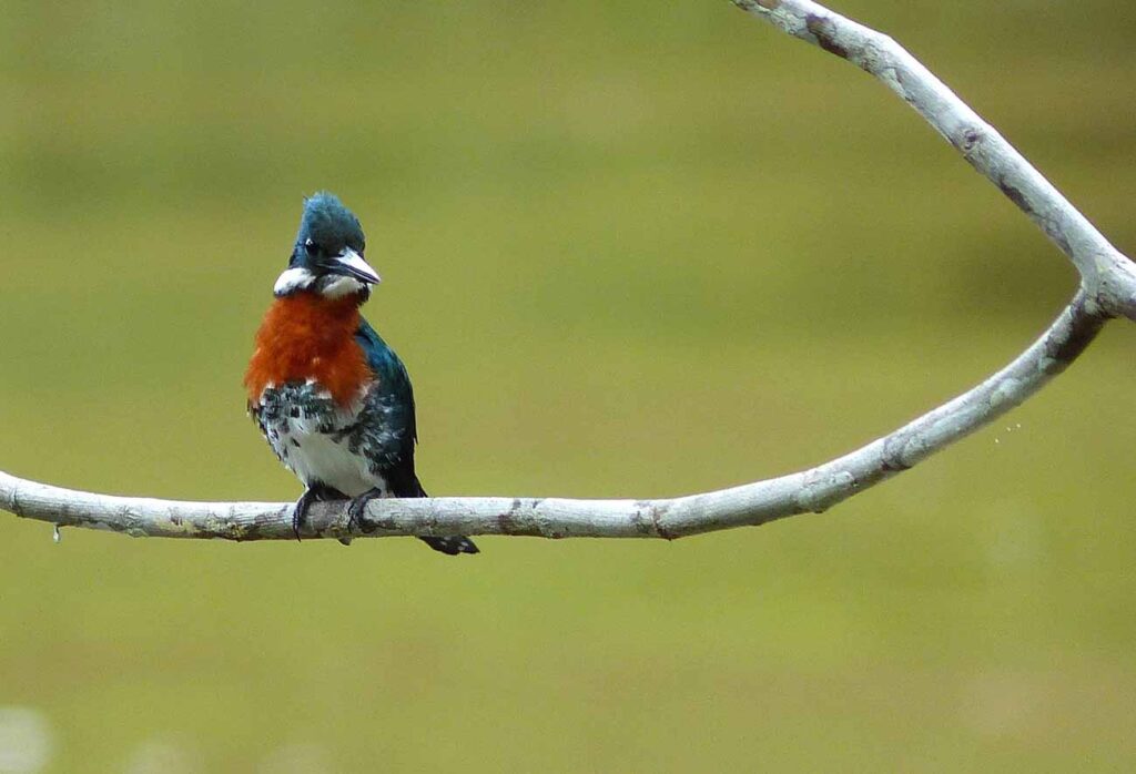 Martin-pêcheur vert