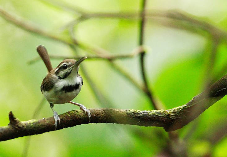 Microbate à collier