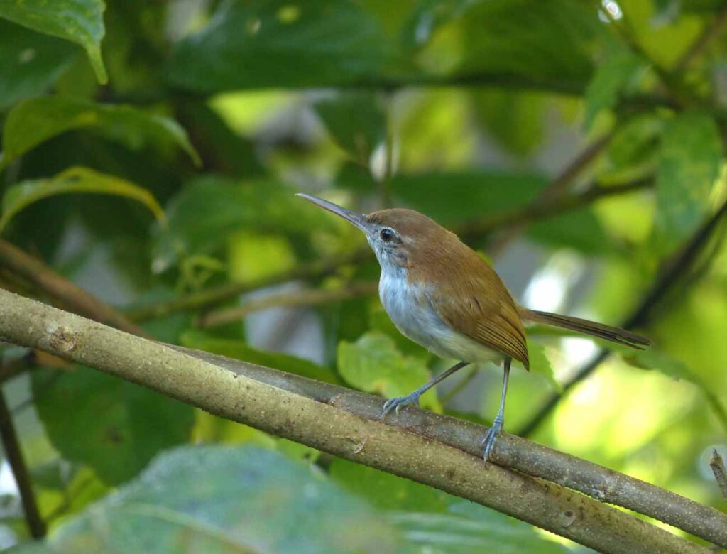 Microbate à long bec