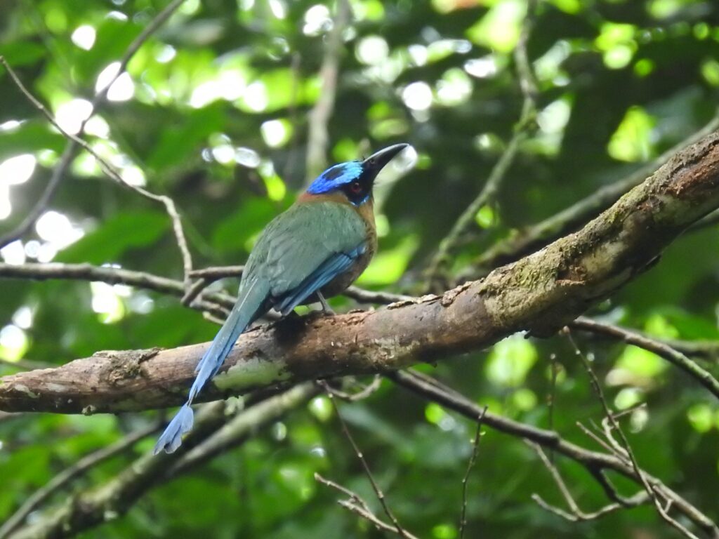 Motmot houtouc