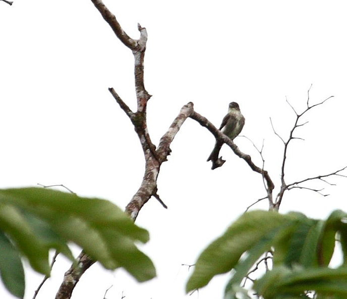 Moucherolle à côtés olive