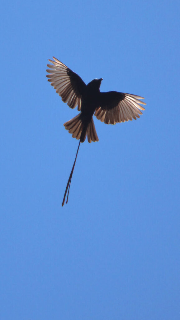 Moucherolle à longs brins