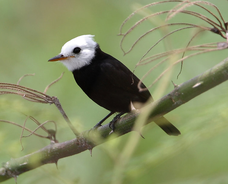 Moucherolle à tête blanche