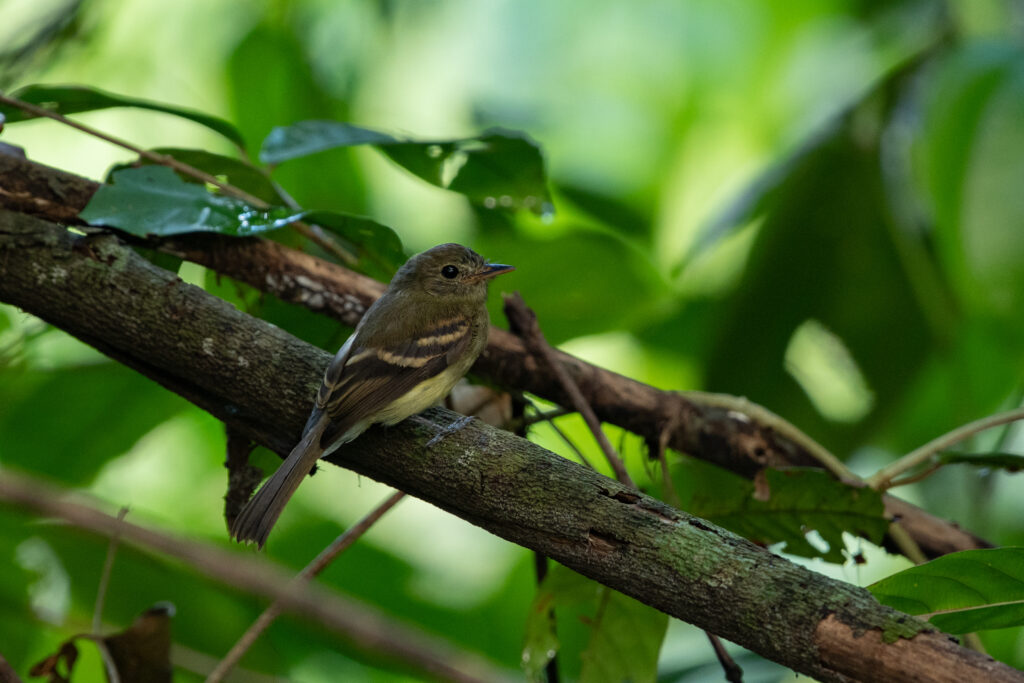 Moucherolle d’Euler