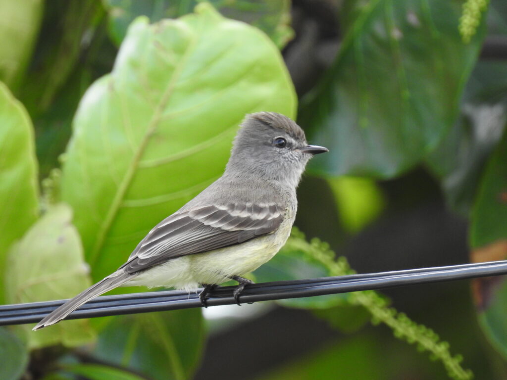 Moucherolle des palétuviers