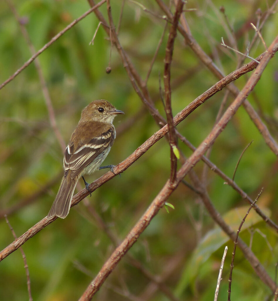 Moucherolle fasciée