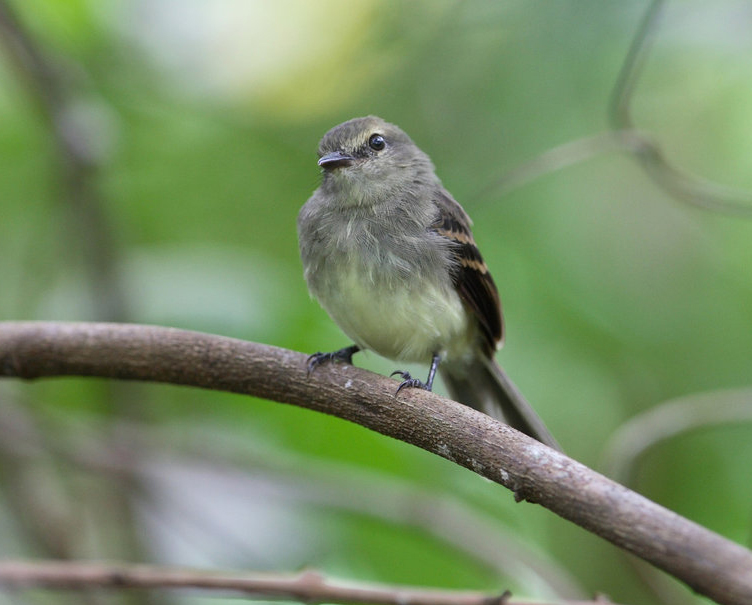 Moucherolle fuligineuse