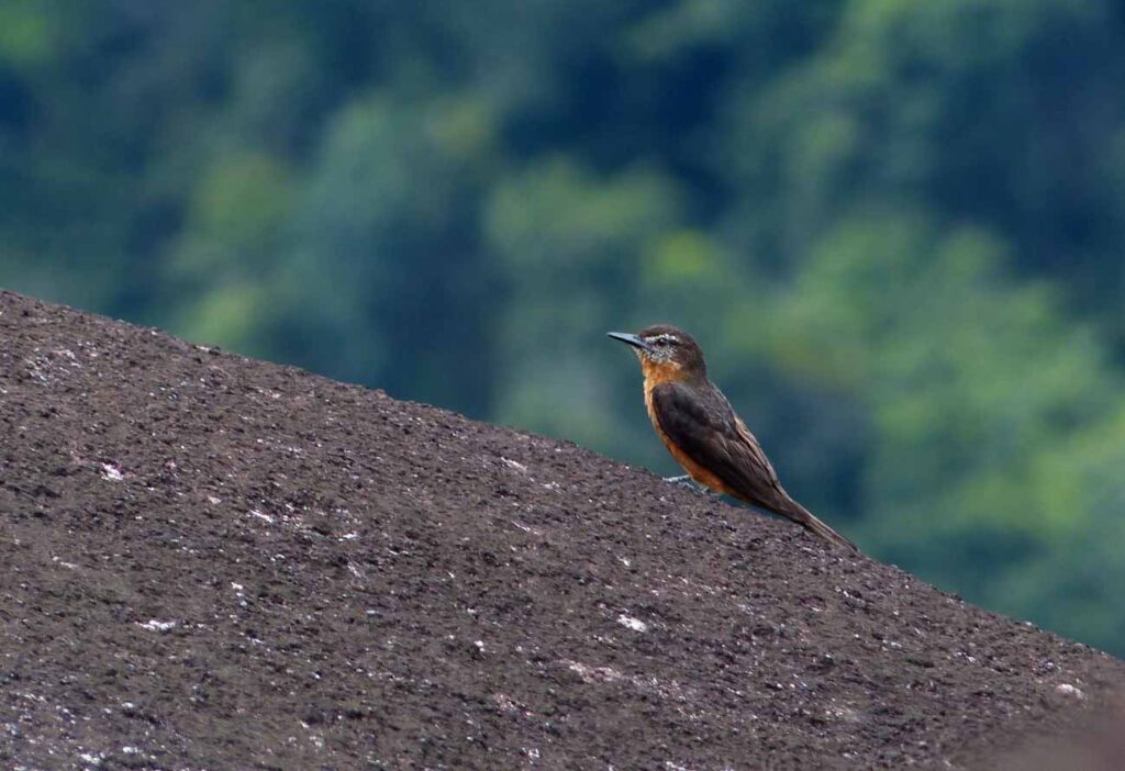 Moucherolle hirondelle