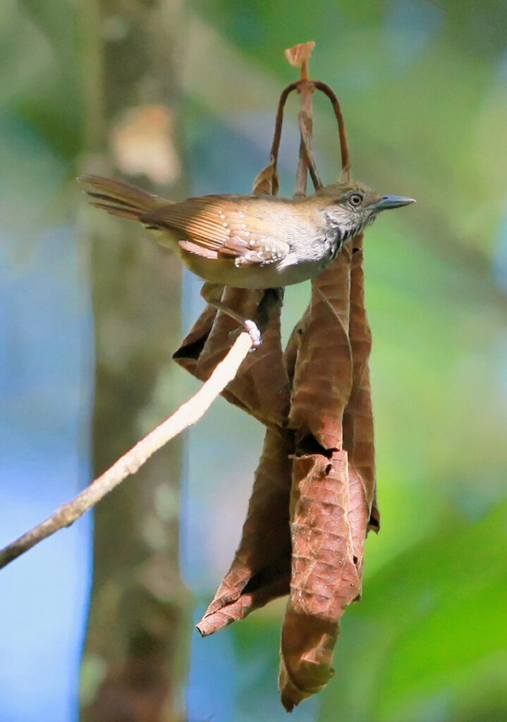 Myrmidon à ventre brun
