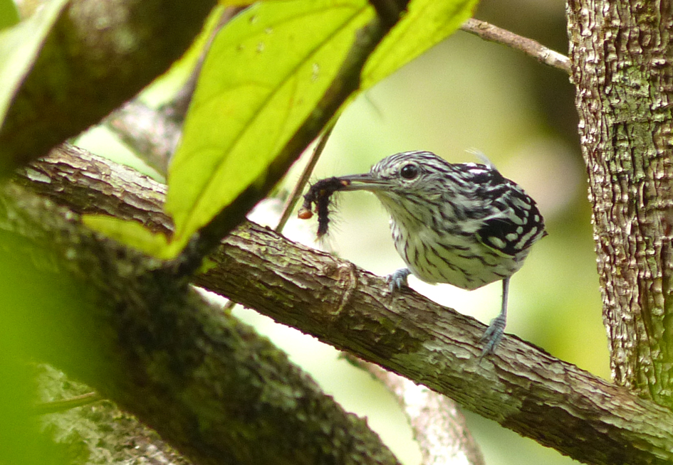 Myrmidon du Suriname