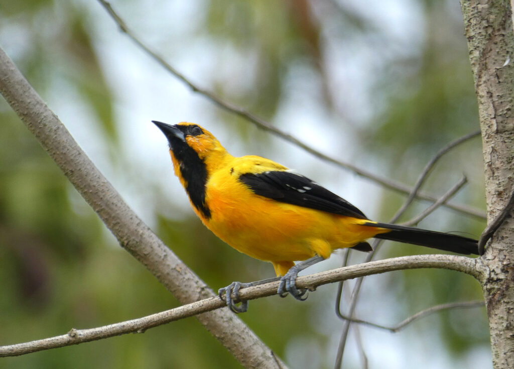Oriole jaune