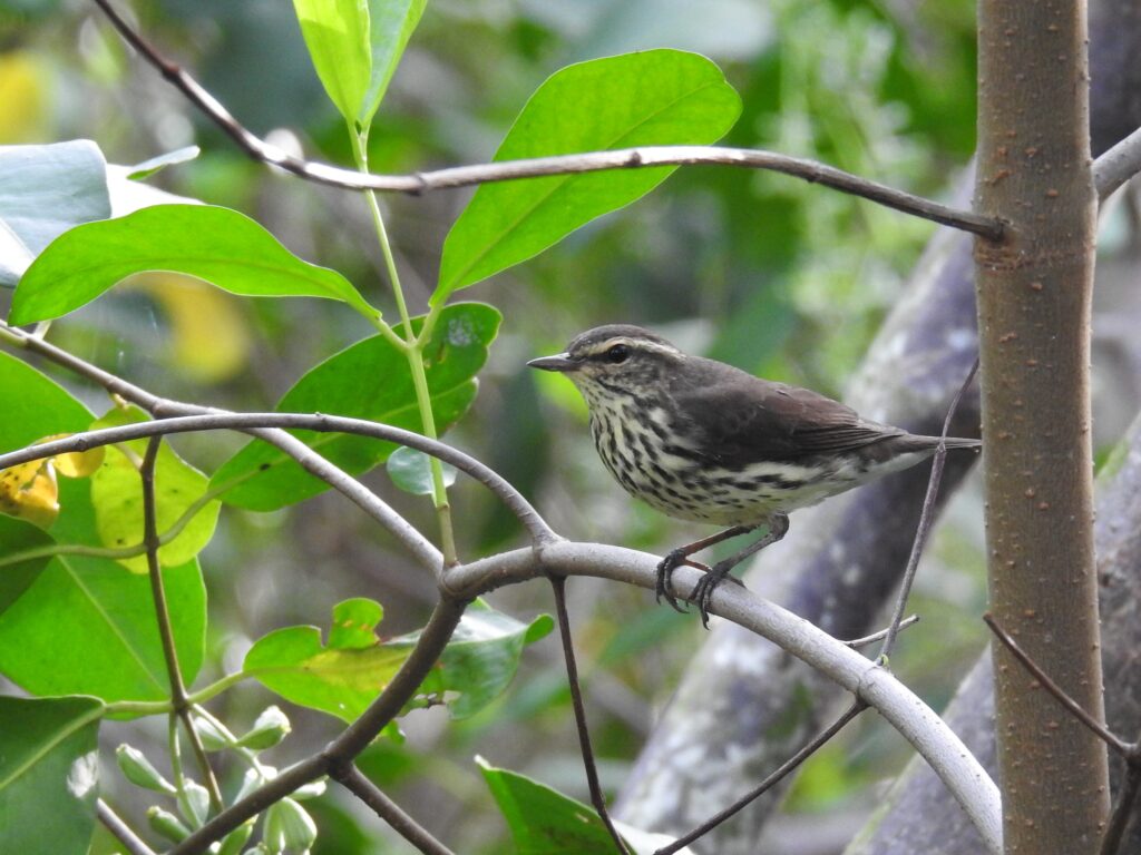 Paruline des ruisseaux