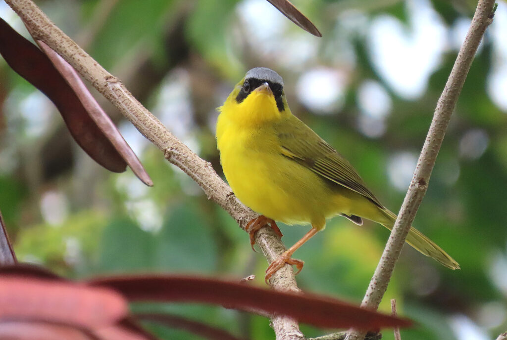 Paruline équatoriale