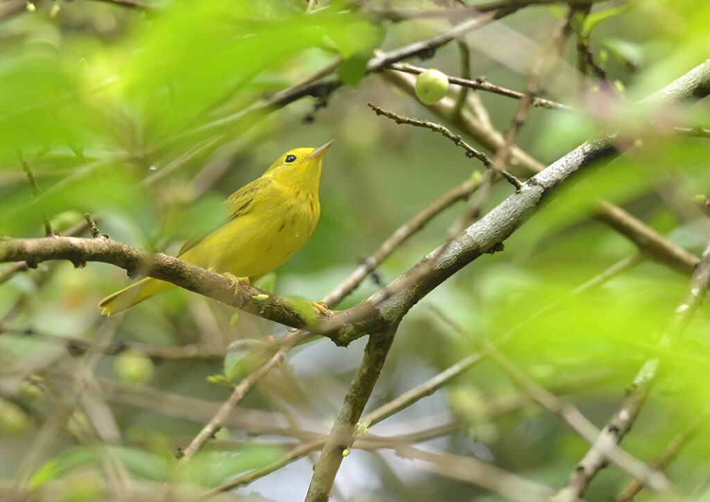 Paruline jaune
