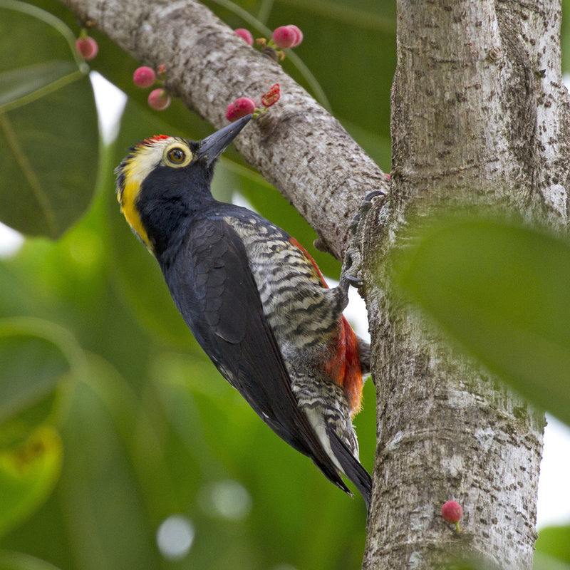 Pic à chevron d’or
