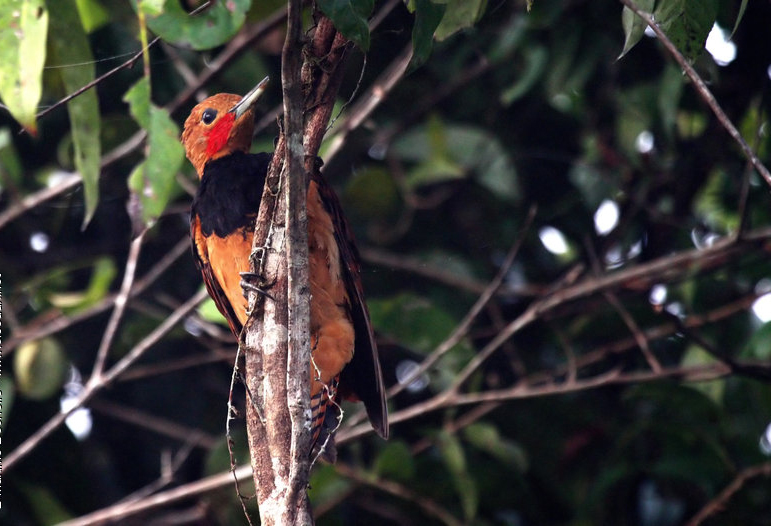 Pic à cravate noire