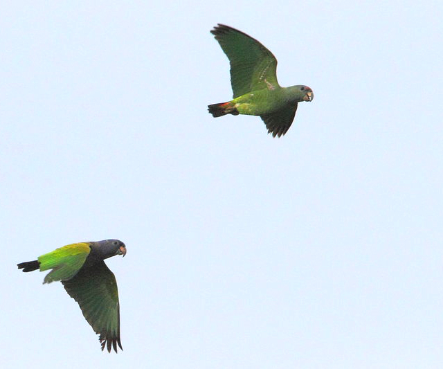 Pione à tête bleue