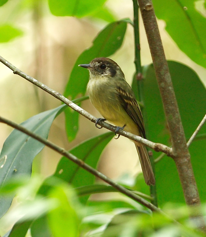 Pipromorphe à tête brune