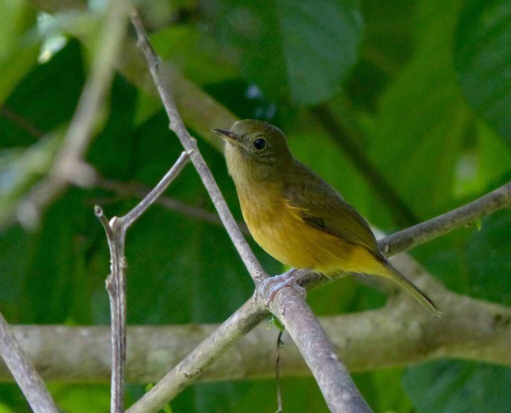 Pipromorphe de McConnell