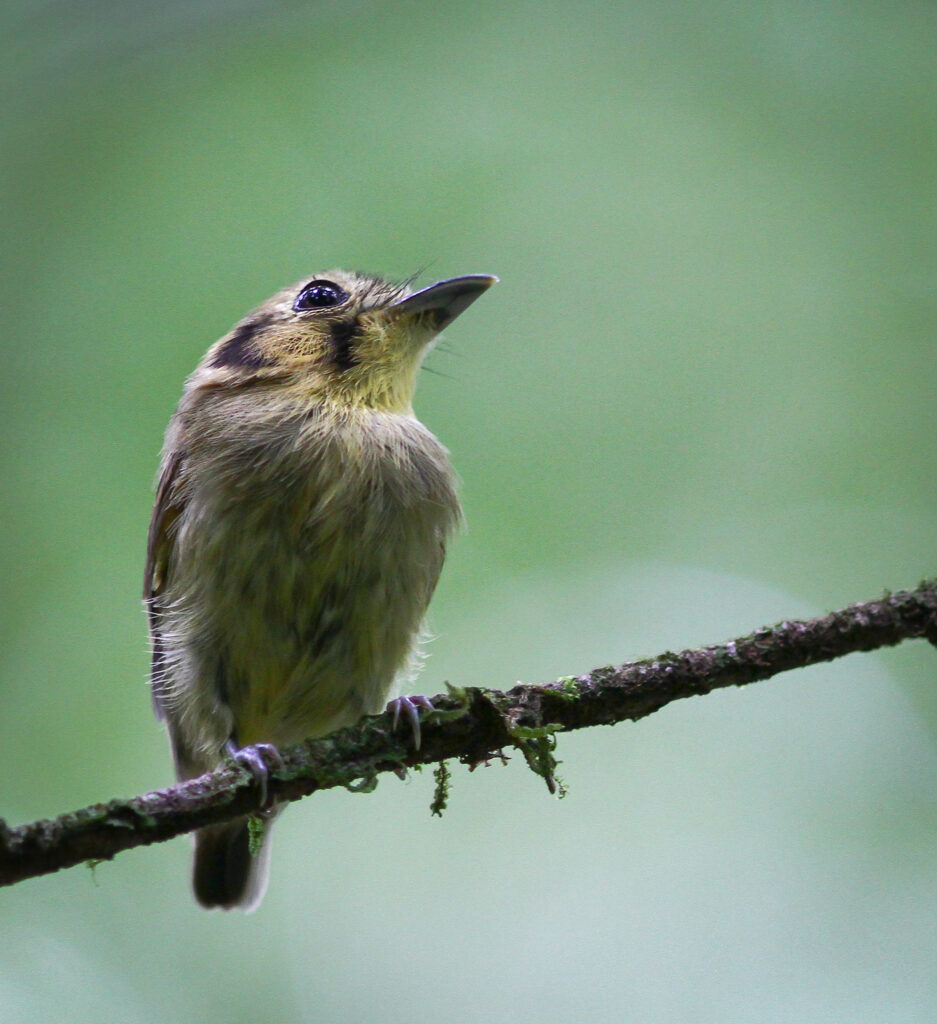Platyrhynque à tête d’or