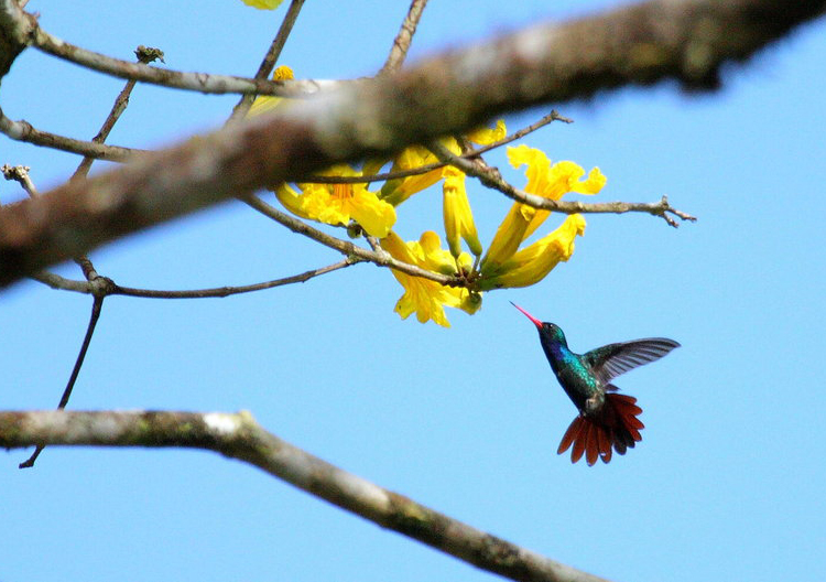 Saphir à gorge rousse