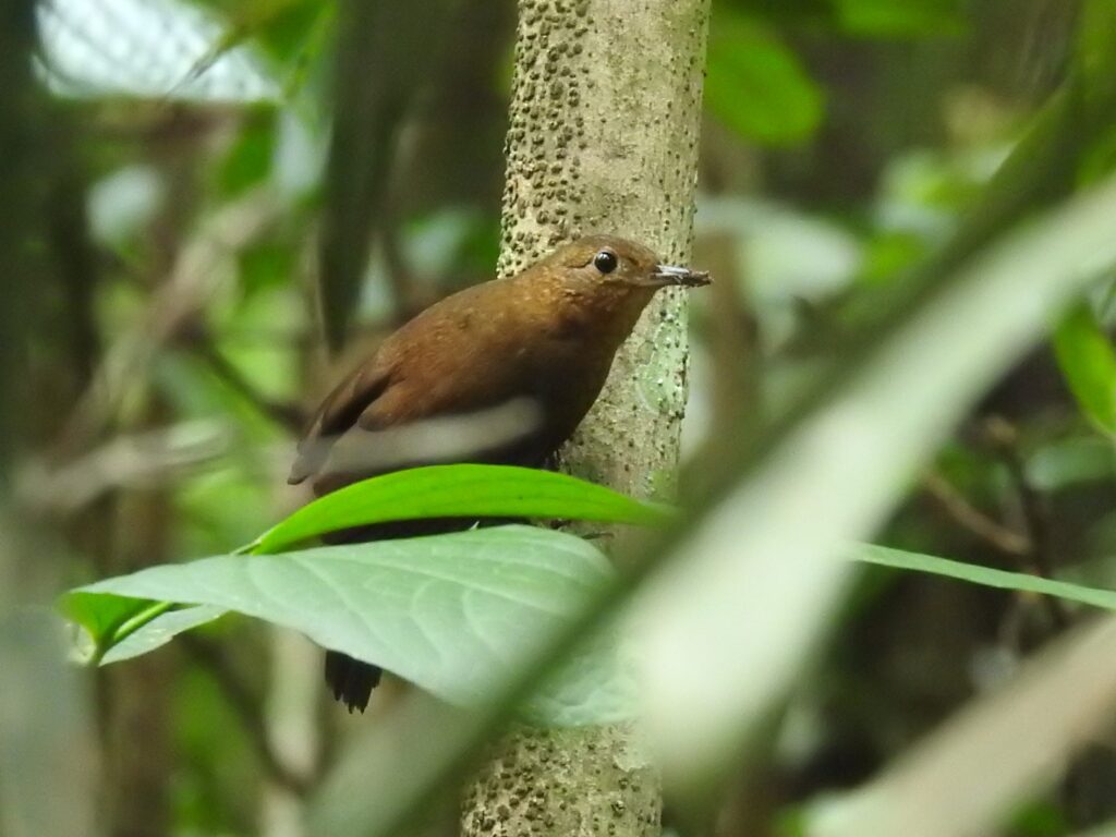 Sclérure à bec court