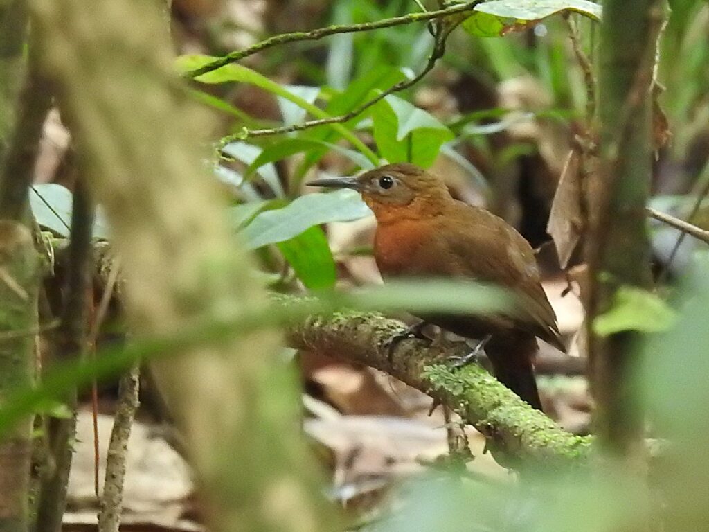 Sclérure à gorge rousse