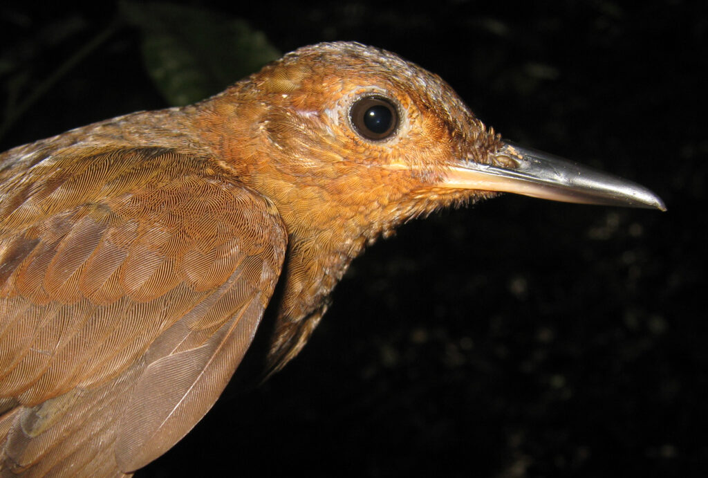 Sclérure des ombres