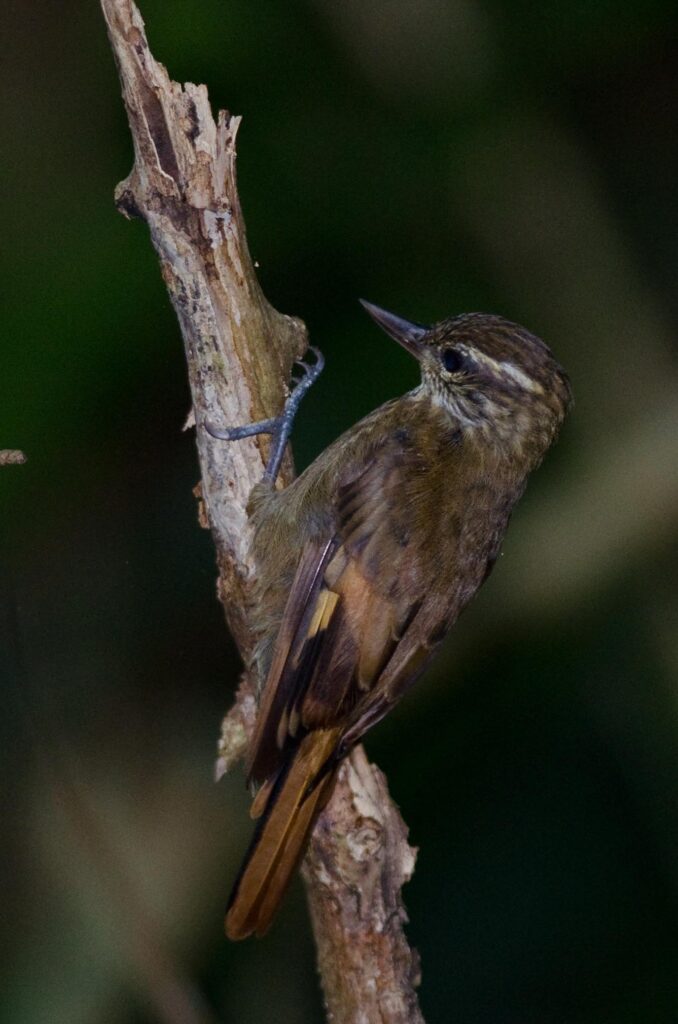 Sittine d’Amazonie
(Sittine brune)
