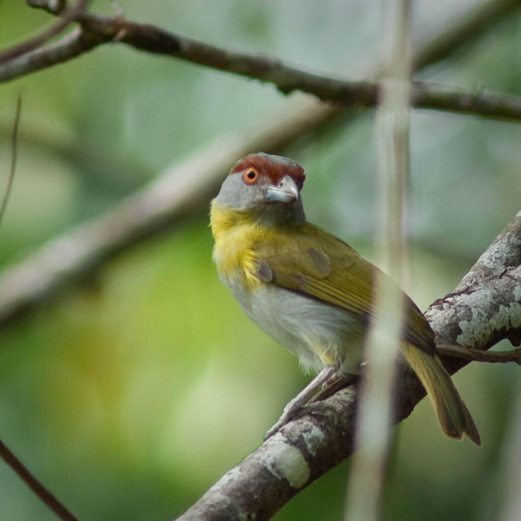 Sourciroux mélodieux