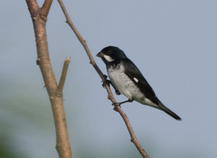 Sporophile faux-bouvron