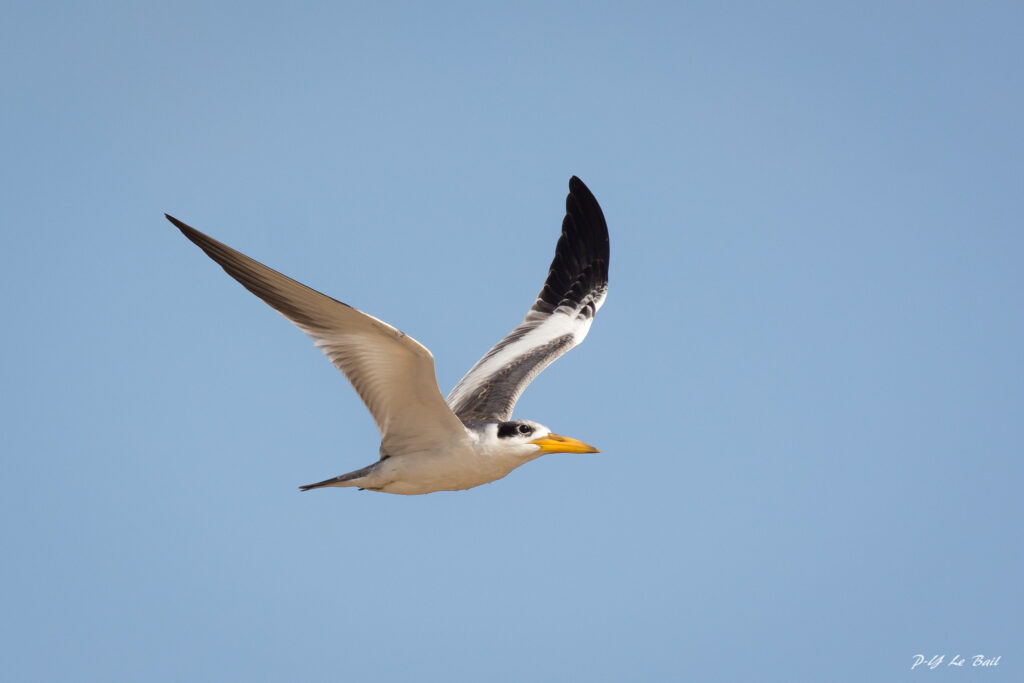 Sterne à gros bec