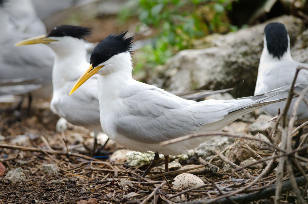 Sterne caugek 
[Sterne de Cabot / Sterne de Cayenne]
