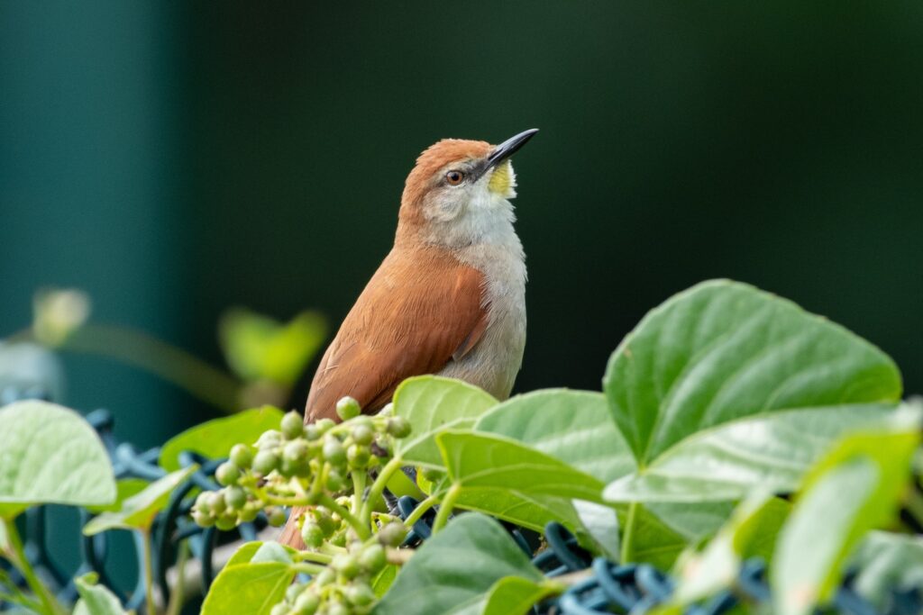 Synallaxe à gorge jaune