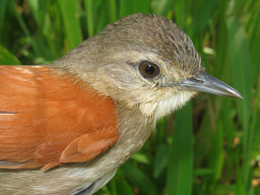 Synallaxe de Cayenne