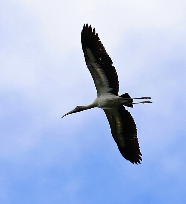 Tantale d’Amérique