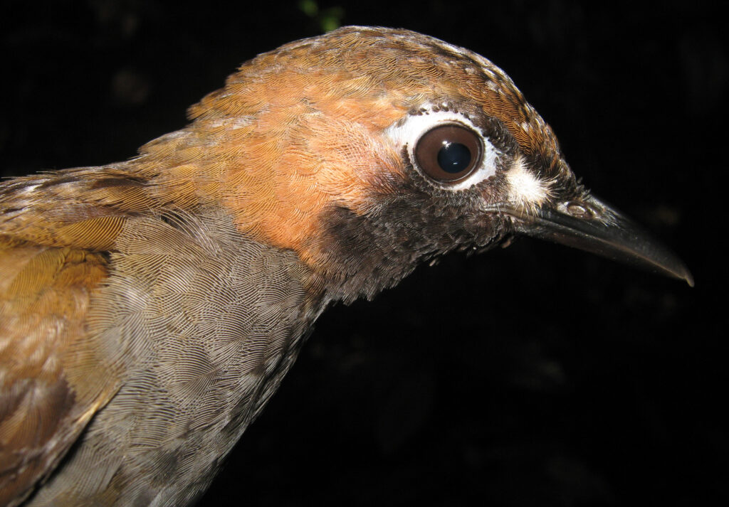 Tétéma coq-de-bois