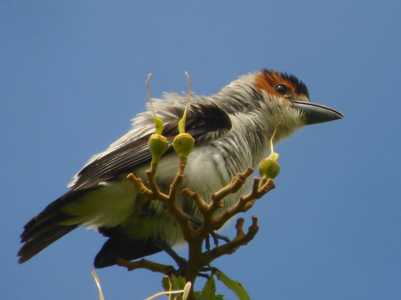 Tityre à tête noire