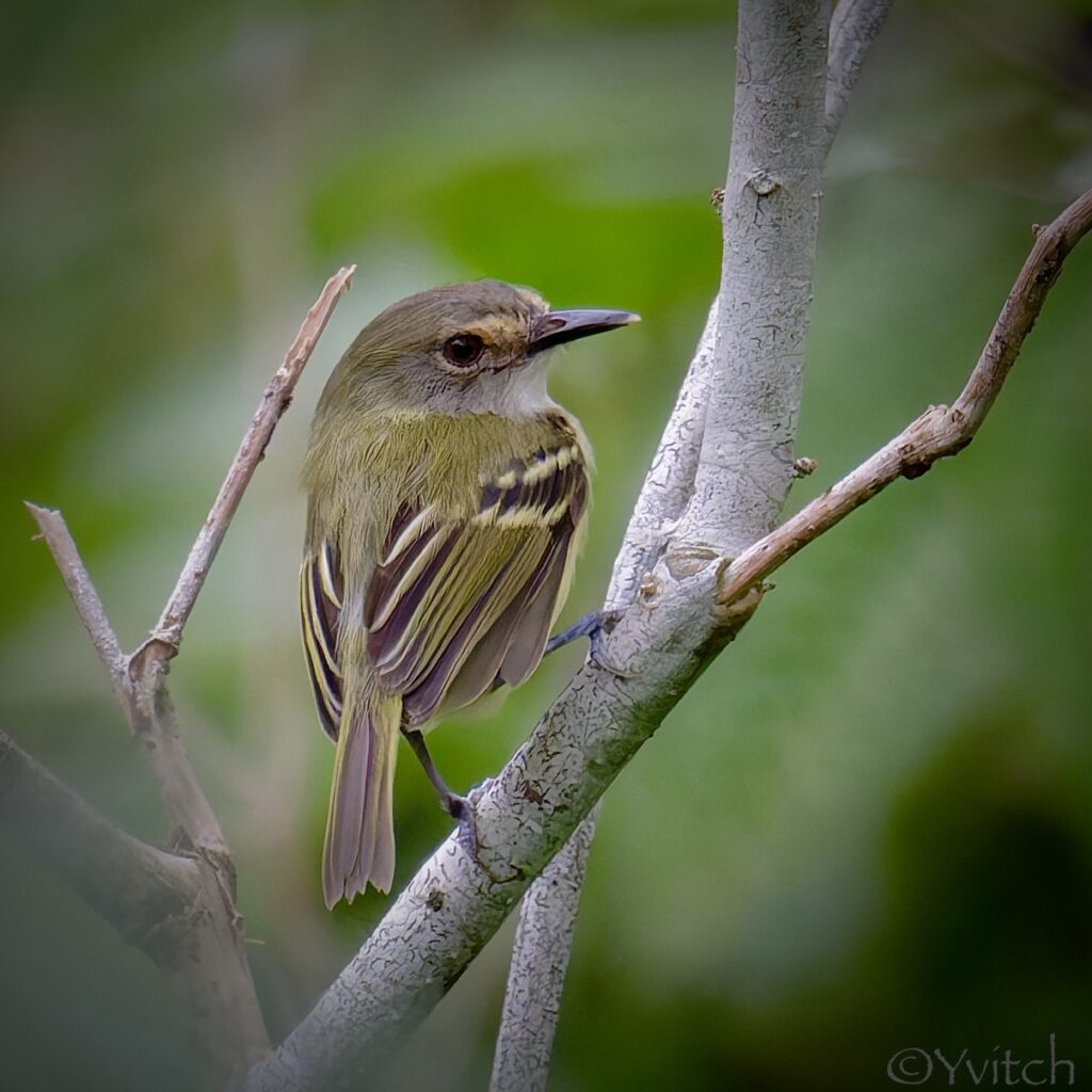 Todirostre à front gris