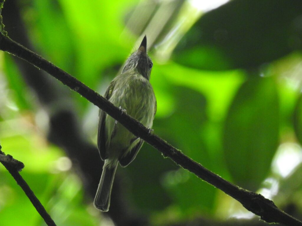 Todirostre zostérops