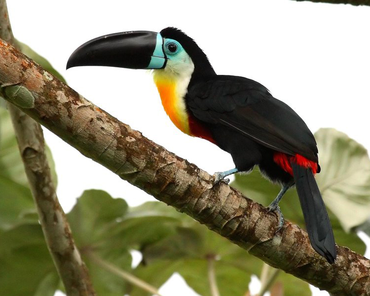 Toucan ariel