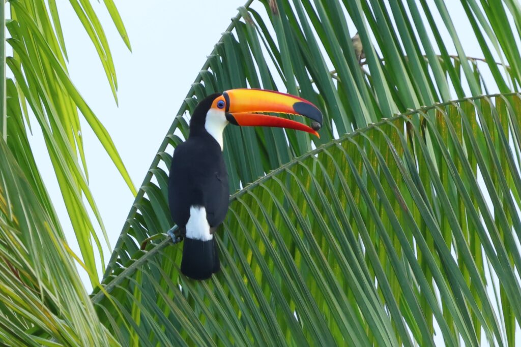 Toucan toco
