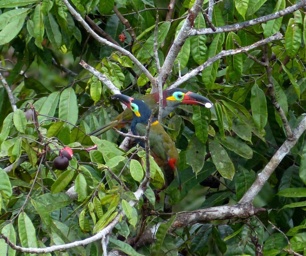 Toucanet koulik
