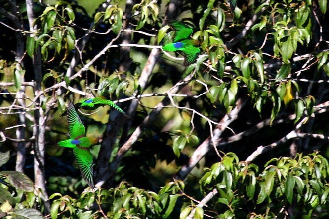 Toui à queue pourprée
