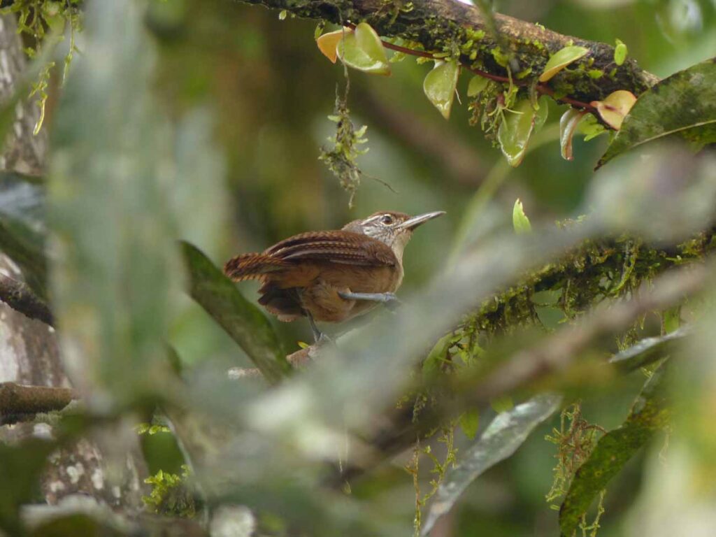 Troglodyte à face pâle