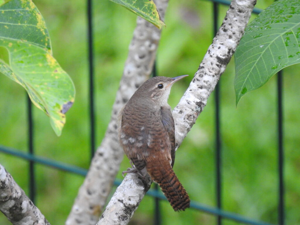 Troglodyte familier
[Troglodyte des maisons]