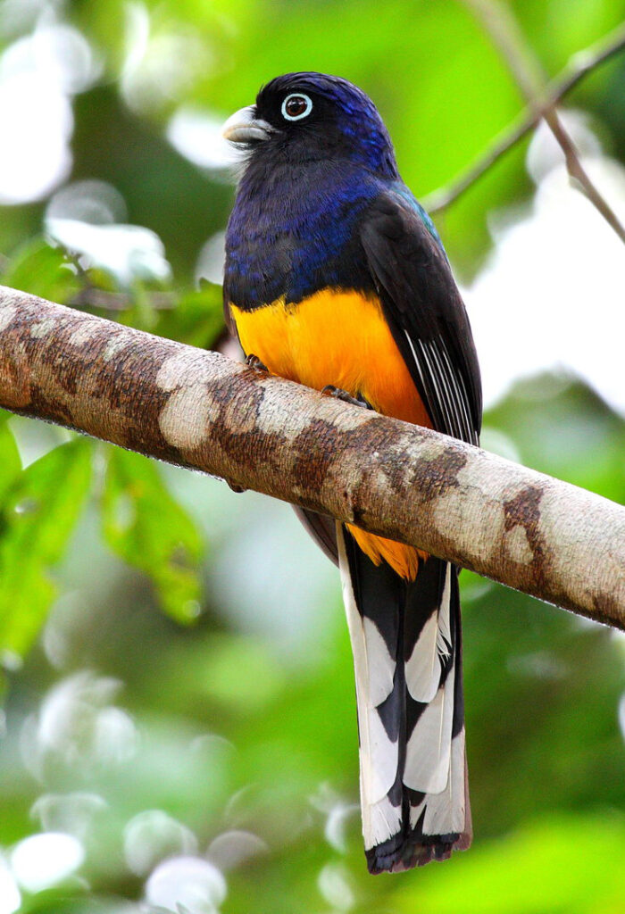Trogon à queue blanche